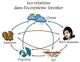 Ecosysteme Actuel